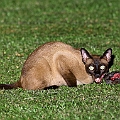 Siamese Cat eating Giant White-tailed Rat<br />Canon EOS 6D + EF400 F5.6L + SPEEDLITE 580EXII + Better Beamer